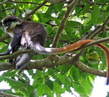 Blue Monkeys and Red Tailed Monkeys: How to Tell Them Apart