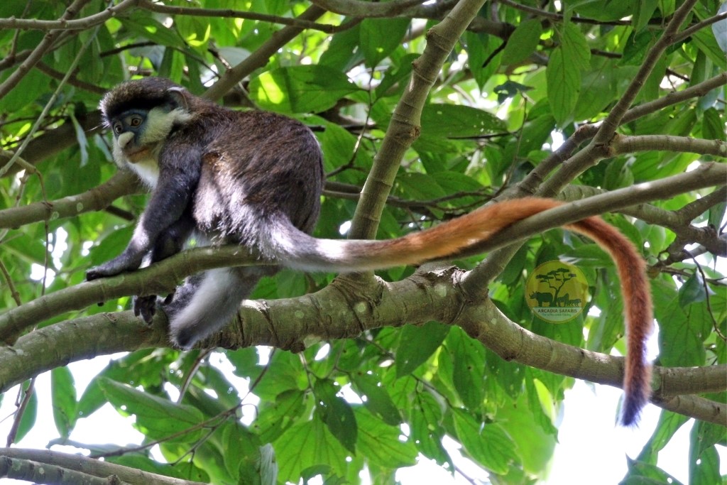 Blue Monkeys and Red Tailed Monkeys: How to Tell Them Apart
