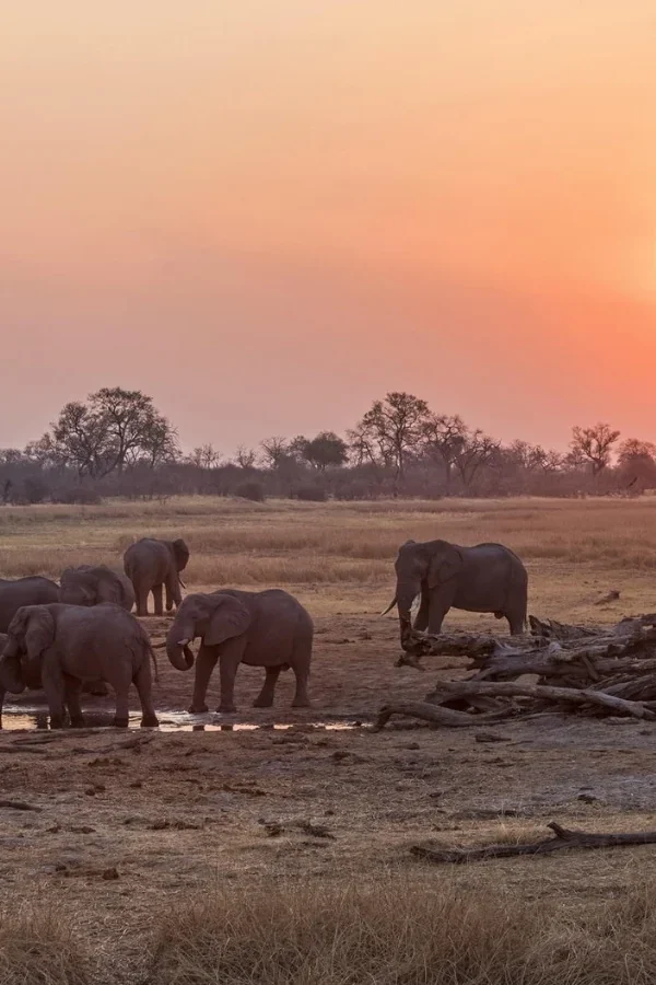 Botswana vs Tanzania: Which Safari Suits Your Travel Style?