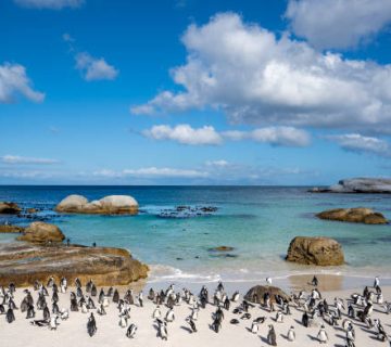 Boulders Beach Penguins in Cape Town: When to Visit