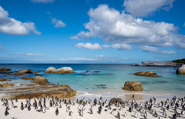 Boulders Beach Penguins in Cape Town: When to Visit