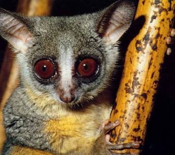 Night Walks in Kibale and Mabira: Bush Babies and Pottos