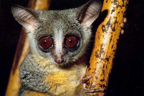 Night Walks in Kibale and Mabira: Bush Babies and Pottos