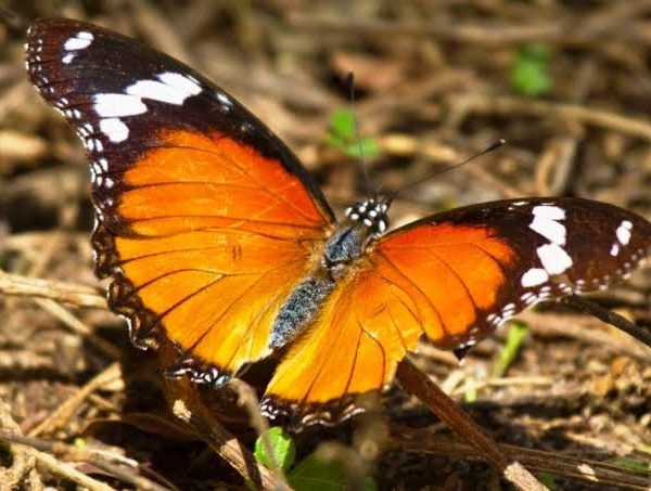 Butterflies of Bwindi: A Guide to Uganda's Winged Jewels