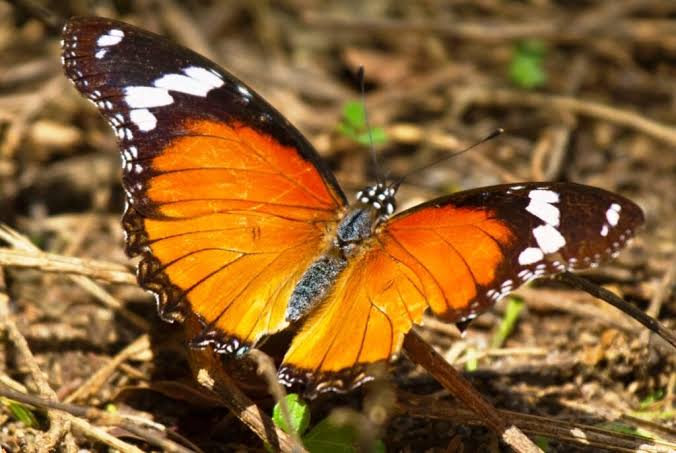 Butterflies of Bwindi: A Guide to Uganda's Winged Jewels