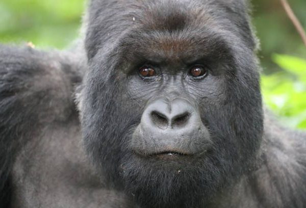 Can You Change or Move a Gorilla Permit Date?