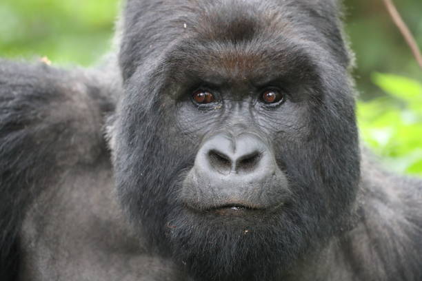 Can You Change or Move a Gorilla Permit Date?
