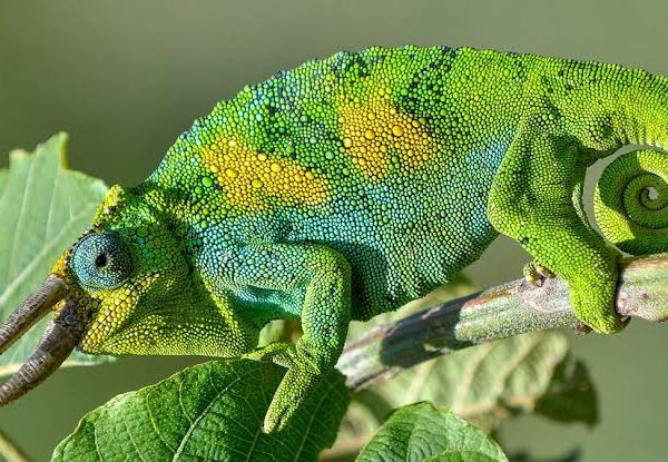 Chameleons of the Rwenzori: Three Horned Lizards in the Mist