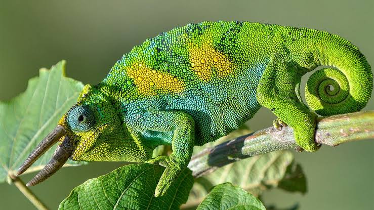 Chameleons of the Rwenzori: Three Horned Lizards in the Mist