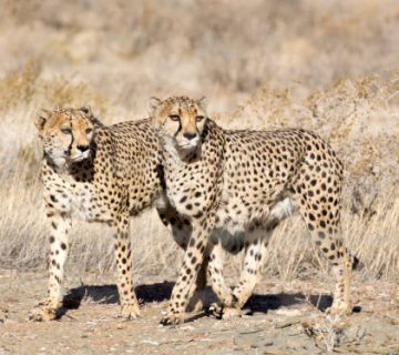 Cheetah Conservation: Threats and Projects You Can Visit