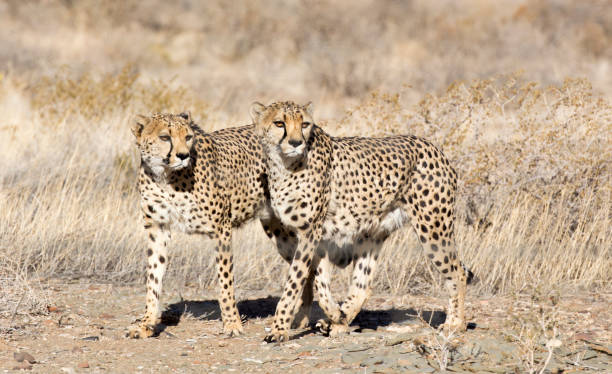 Cheetah Conservation: Threats and Projects You Can Visit