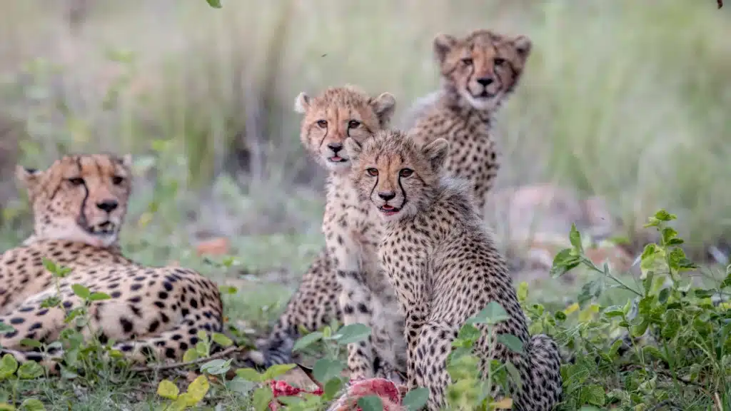 Cheetah Cubs Why Few Survive and How Guides Protect Sightings