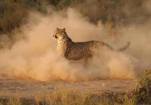 Cheetah Hunting Explained: Speed, Strategy and Failure Rates