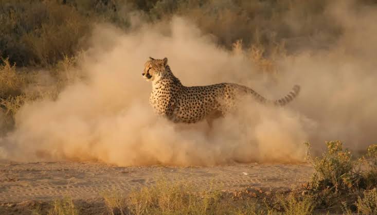 Cheetah Hunting Explained: Speed, Strategy and Failure Rates