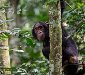 Chimpanzee Trekking1 1 360x320