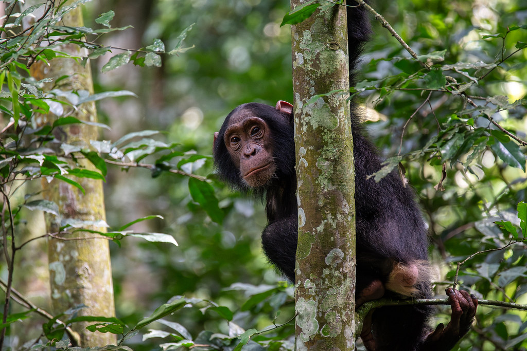 Chimpanzee Trekking1 1