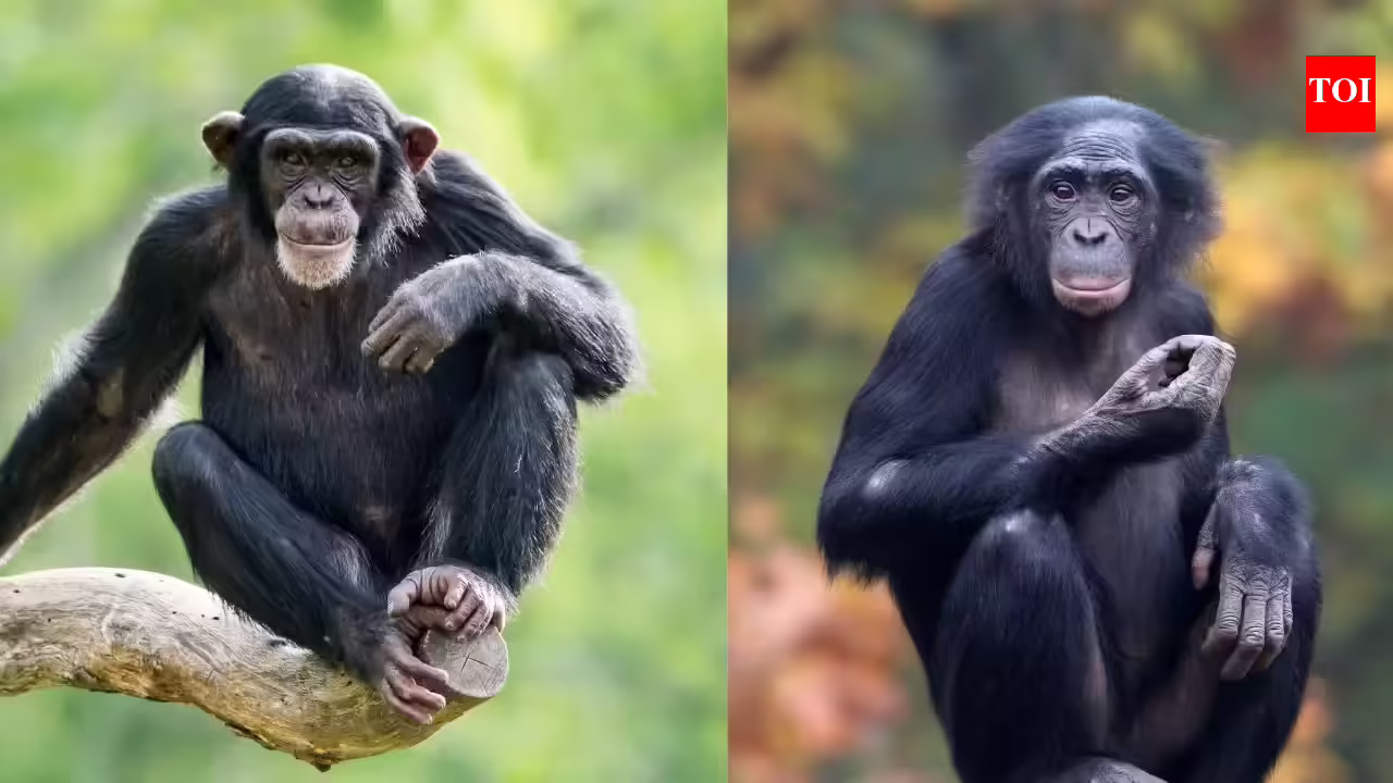 Chimpanzees vs Bonobos: Six Differences Primate Fans Should Know