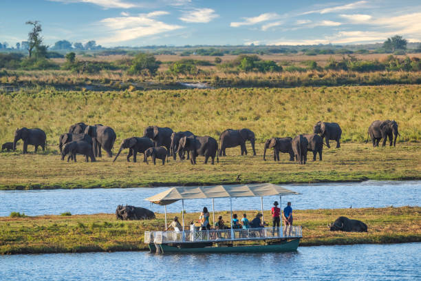 Chobe National Park Boat Safaris: Watching Elephants Cross the River