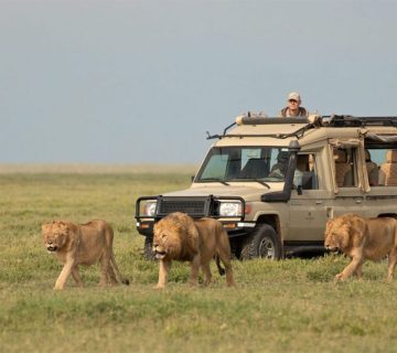 Common Safari Scams and How to Avoid Them in Nairobi, Kampala and Arusha