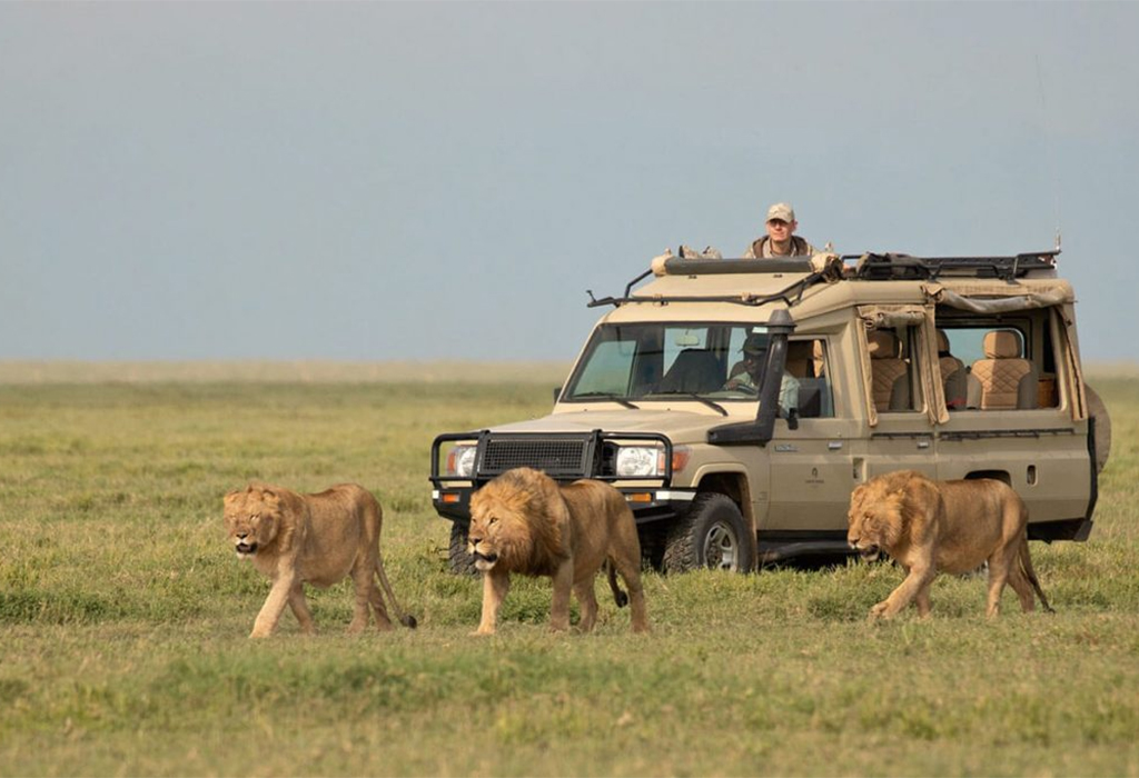 Common Safari Scams and How to Avoid Them in Nairobi, Kampala and Arusha