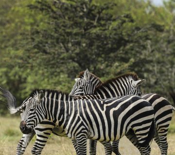 Community Conservancies in Kenya: How Landowners Earn From Wildlife
