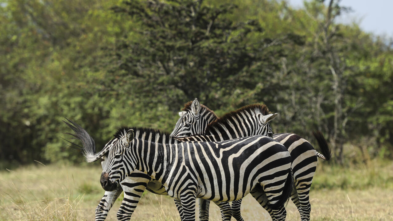 Community Conservancies in Kenya: How Landowners Earn From Wildlife