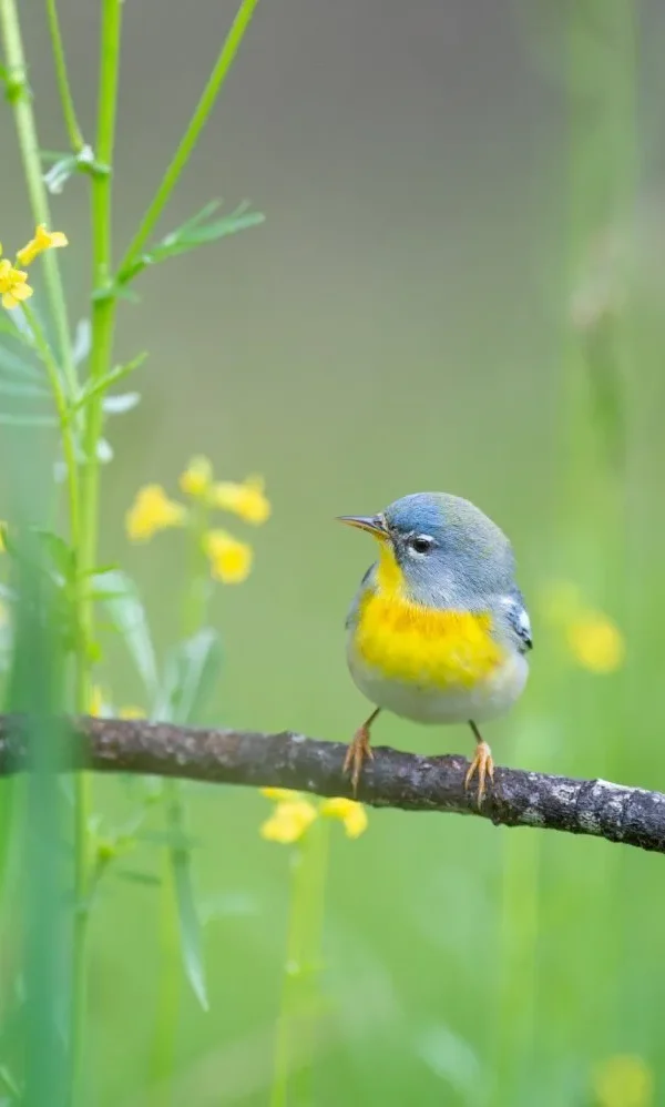 Composition Tips for Unique Wildlife Photos