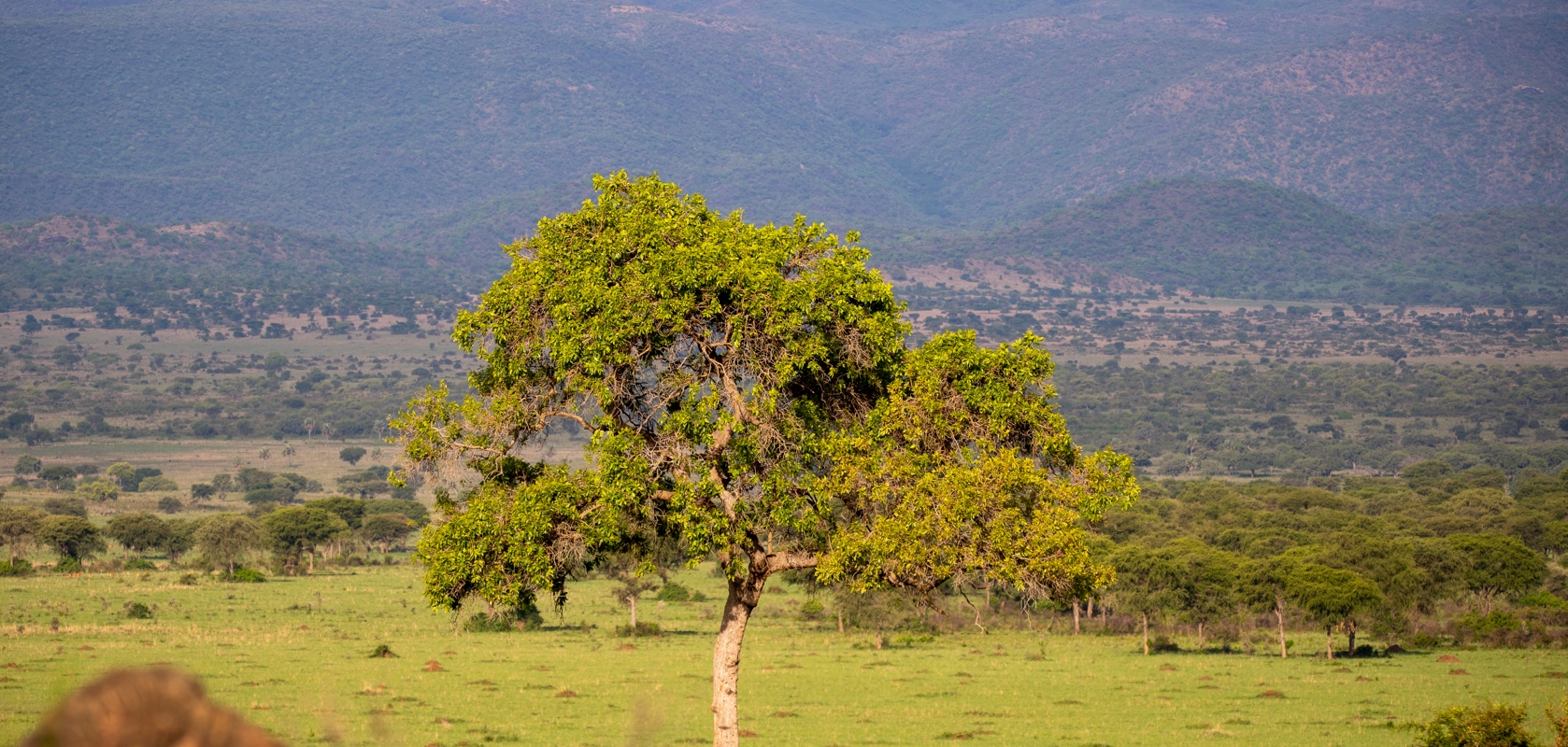 Corporate Retreats and Team Building in Uganda for Productive Outdoor Group Experiences