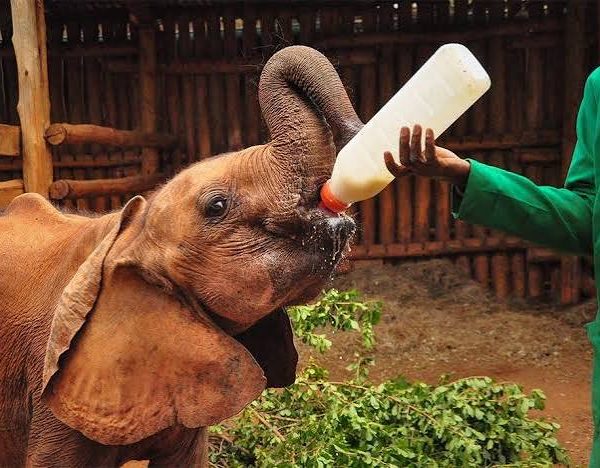 David Sheldrick Elephant Orphanage: Visiting Kenya's Baby Elephants