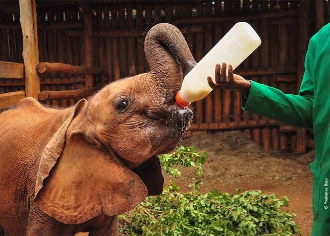 David Sheldrick Elephant Orphanage: Visiting Kenya's Baby Elephants