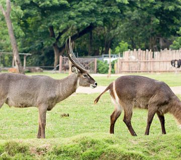 Defassa Waterbuck vs Common Waterbuck