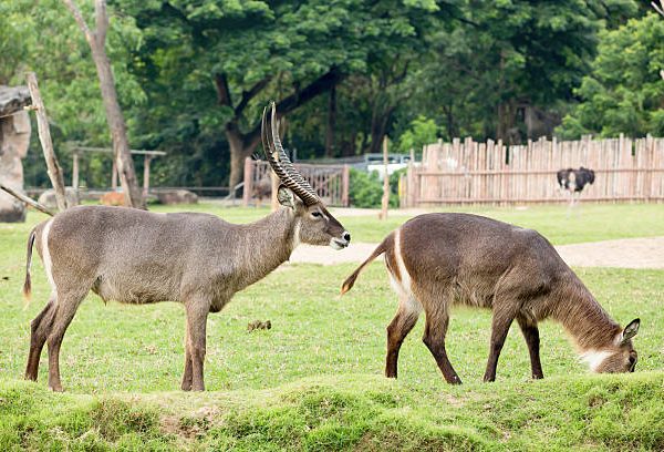 Defassa Waterbuck vs Common Waterbuck