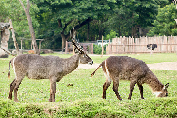 Defassa Waterbuck vs Common Waterbuck