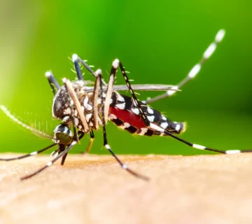Dengue and Chikungunya on the Coast: Mosquito Precautions Beyond Malaria
