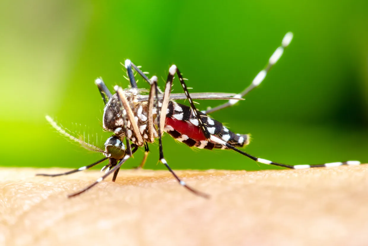 Dengue and Chikungunya on the Coast: Mosquito Precautions Beyond Malaria