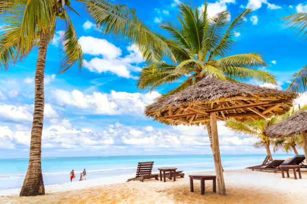 Diani Beach Beyond the Sand: Colobus Forests, Reefs and Shimba Hills Trips