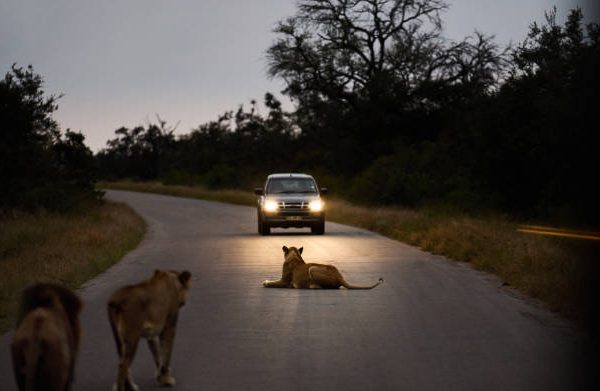 Do Lions Really Fear Fire and Headlights? A Myth Check