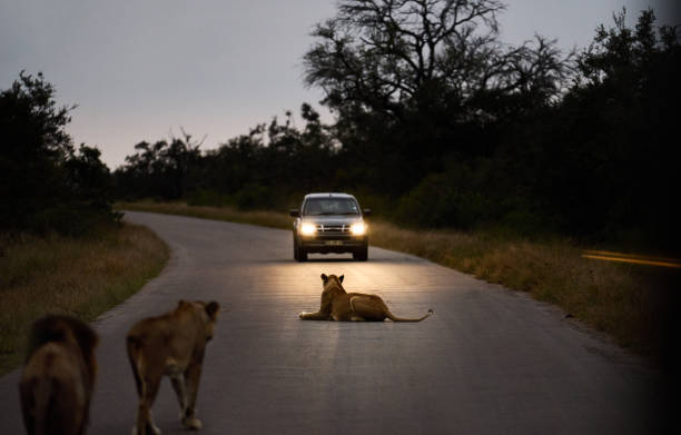 Do Lions Really Fear Fire and Headlights? A Myth Check