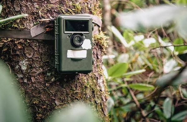 Do Wildlife Cameras and Camera Traps Help Rangers?