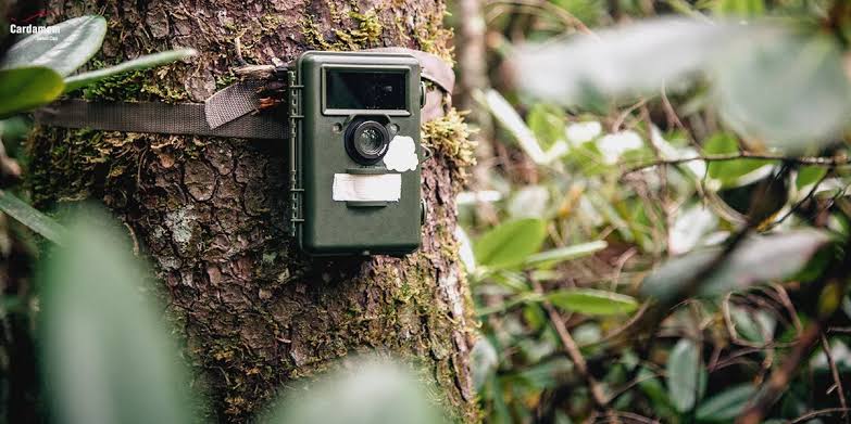 Do Wildlife Cameras and Camera Traps Help Rangers?