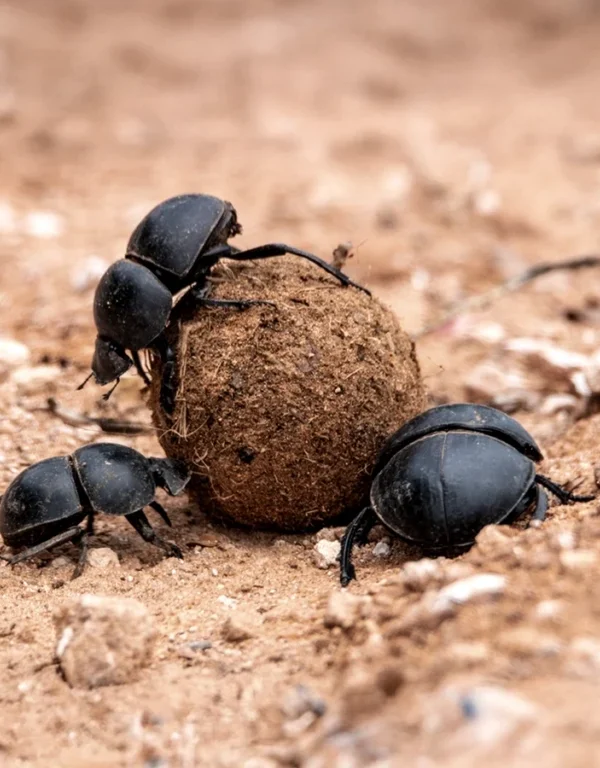 Dung Beetles: The Tiny Engineers of the African Savanna