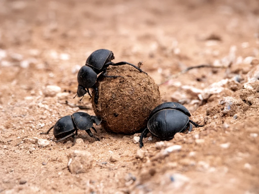 Dung Beetles: The Tiny Engineers of the African Savanna
