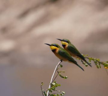 East African Bee Eaters: Species You Can Tell Apart
