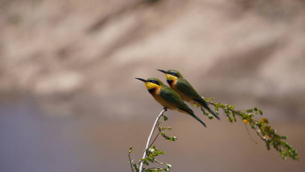 East African Bee Eaters: Species You Can Tell Apart