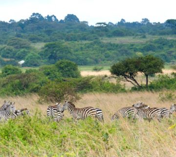 Easter Holiday Safaris: Crowds and Availability in Kenya and Uganda