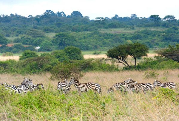 Easter Holiday Safaris: Crowds and Availability in Kenya and Uganda