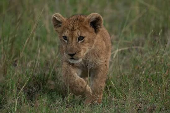 Editing Safari Photos: A Beginner's Lightroom Workflow