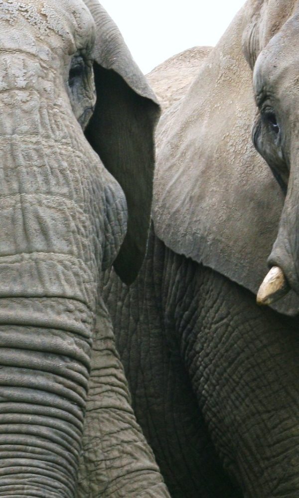 Elephant 4 600x1000