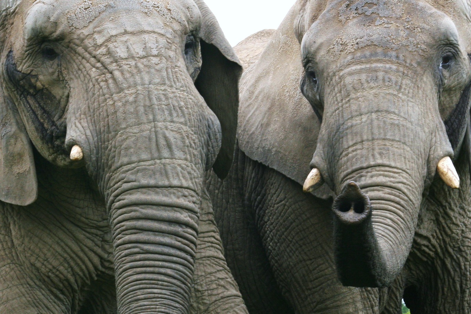 Elephant 4
