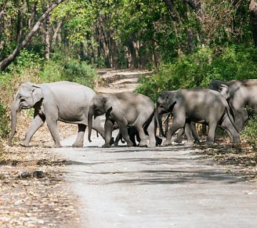 Elephant Corridors Between Parks: Why Movement Routes Matter